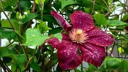 Туман и дождь ожидаются в Сахалинской области 13 августа 2024 года 