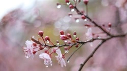 Лето в Сахалинской области начнется с дождей 