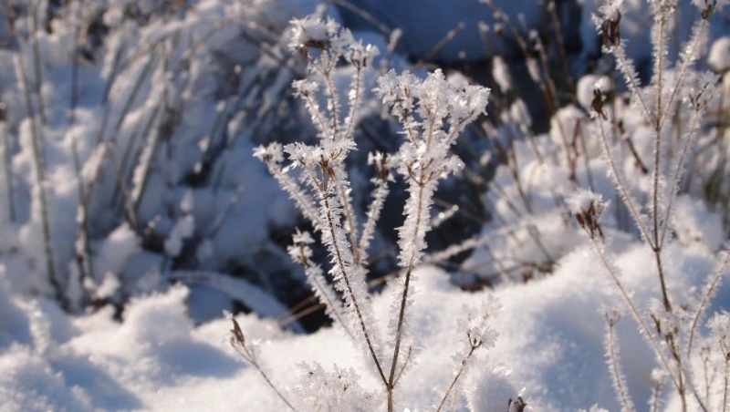 Временами снег и порывистый ветер: прогноз погоды на Сахалине и Курилах на неделю