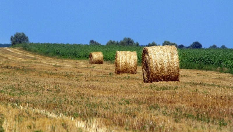 Народные приметы на 26 августа 2024: что можно и нельзя делать в день Тихона Страстного