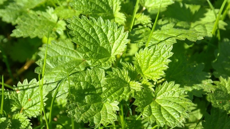 Церковный праздник 11 июля 2024: что строго нельзя делать, приметы