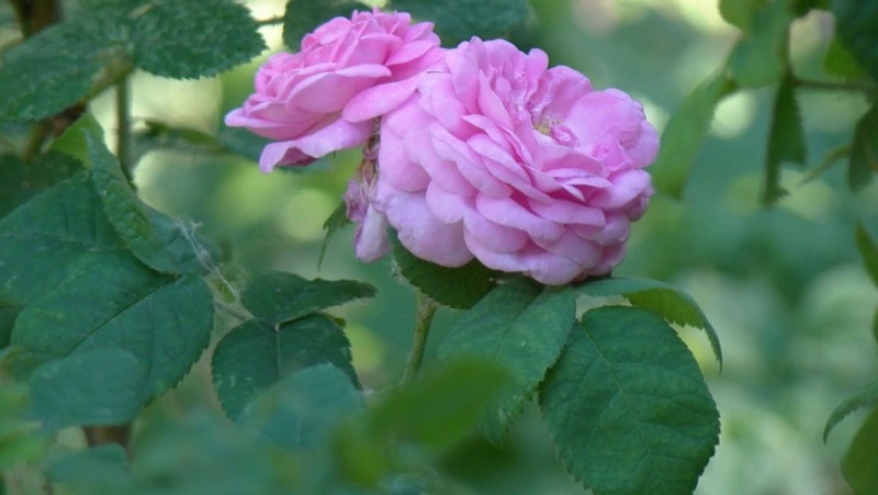 Народные приметы на июнь 2024 года: что предвещает погода