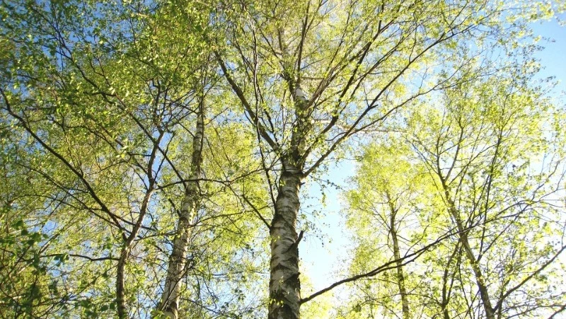 Антициклон принесет весеннее тепло на Сахалин и Курилы