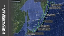 Сохраним калана на Северных Курилах