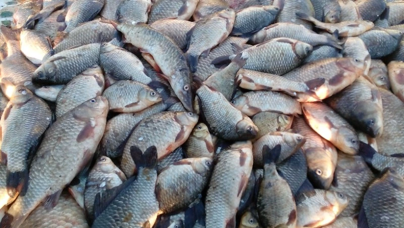 Лунный календарь рыболова на июль-2024: в какие дни лучше отправиться на рыбалку