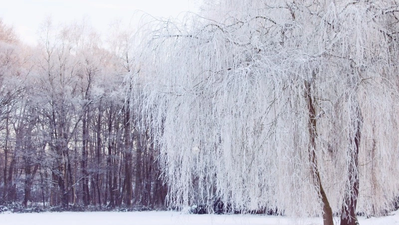 Порывистый ветер до 25 м/с и осадки ожидаются на Сахалине и Курилах 20 февраля