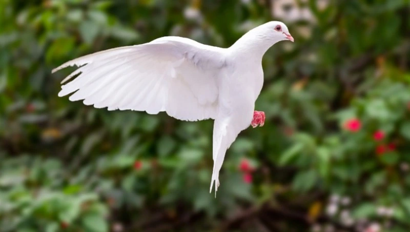 Духов день в 2024 году: дата, что нельзя делать