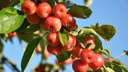 Церковный праздник 3 августа 2024: что можно и нельзя делать в этот день, приметы 