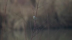 Метель и сильный ветер ожидаются на Сахалине и Курилах 15 марта