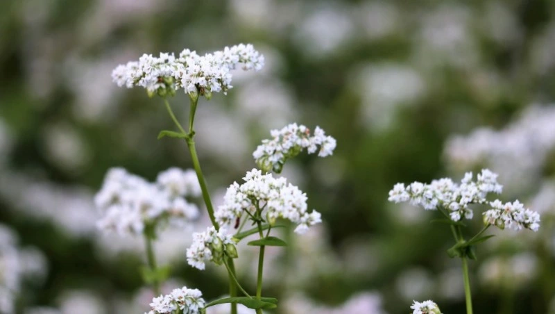Народные приметы на Акулину Гречишницу: что можно и нельзя делать 26 июня 2024 года