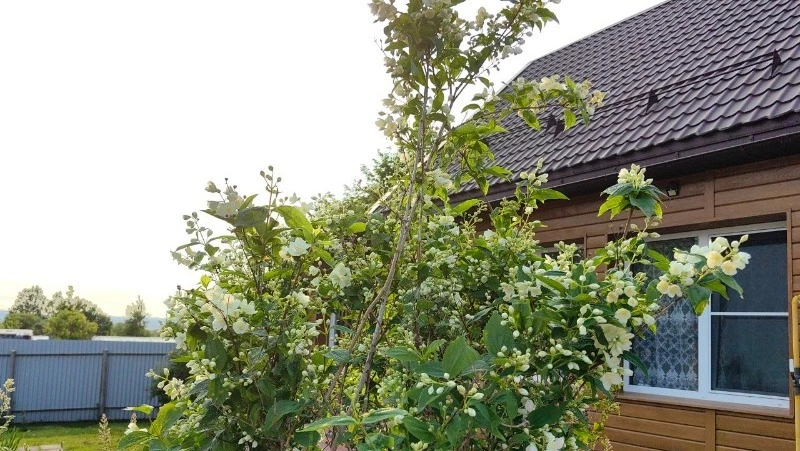 Дождливая погода ожидается на Сахалине и Курилах на предстоящей неделе