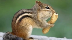 Прогноз погоды в Сахалинской области на предстоящую неделю: дожди и повышенное атмосферное давление