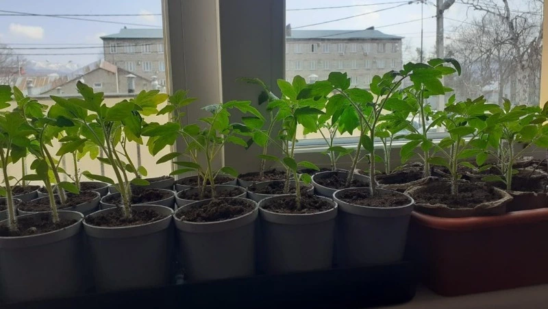 Пикировка томатов-2024: основные правила