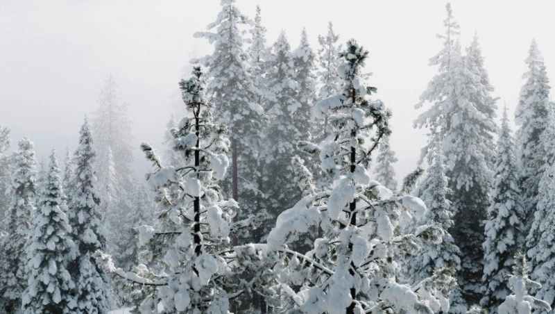 Сильный снег и порывистый ветер: погода в Сахалинской области с 20 по 26 января