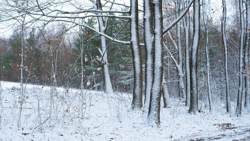 Под влиянием циклона окажутся Сахалин и Курилы на предстоящей неделе