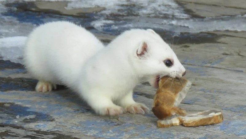 Горностай - похититель сосисок