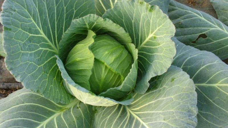 Церковный праздник 9 августа 2024: что можно и нельзя делать в этот день, приметы 