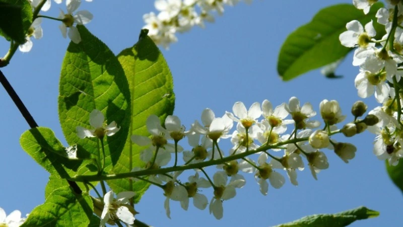 Народные приметы на 7 августа 2024: традиции, поверья, что нельзя делать  