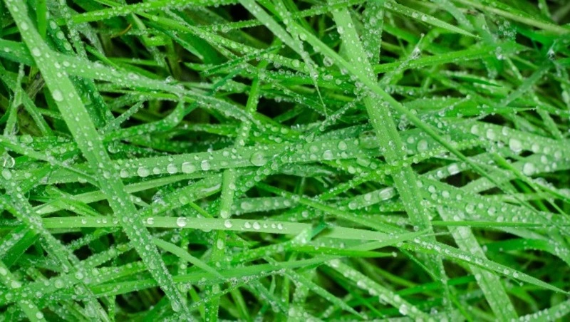 Прохладный ветер и осадки: погода на Сахалине и Курилах 20 августа