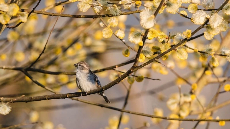 Погода на Сахалине и Курилах 4 апреля: снег и до +7 градусов