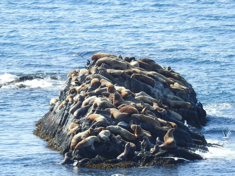 Морские львы - в нашем порту
