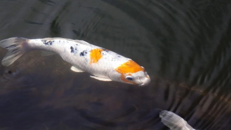 Народные приметы на 8 июня 2024 года — что нельзя делать в этот день