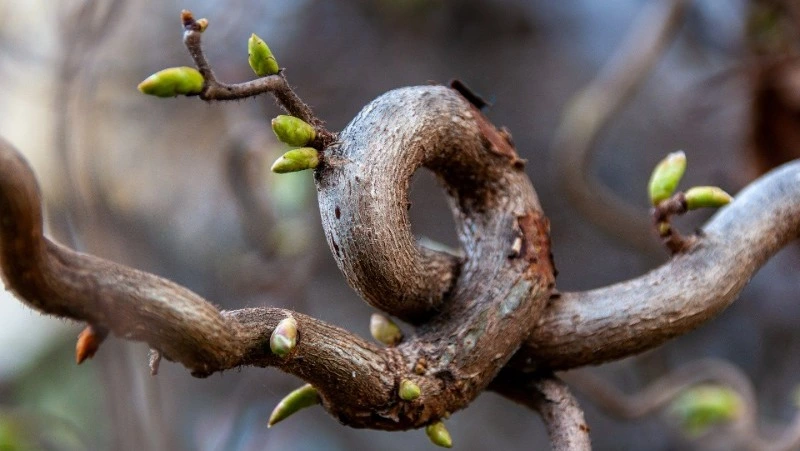 Осадки и сильный ветер обещают синоптики на Сахалине и Курилах 5 апреля