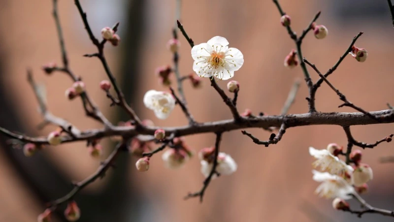 Ветреная и теплая погода ожидается на Сахалине и Курилах 17 апреля