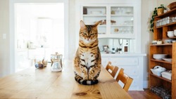 Как быстро отучить кота лазить по столу: простой способ