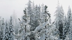 Сильный снег и порывистый ветер: погода в Сахалинской области с 20 по 26 января