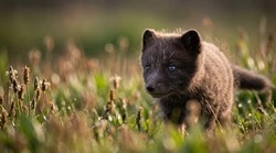 Редкие виды России выбирают всем миром