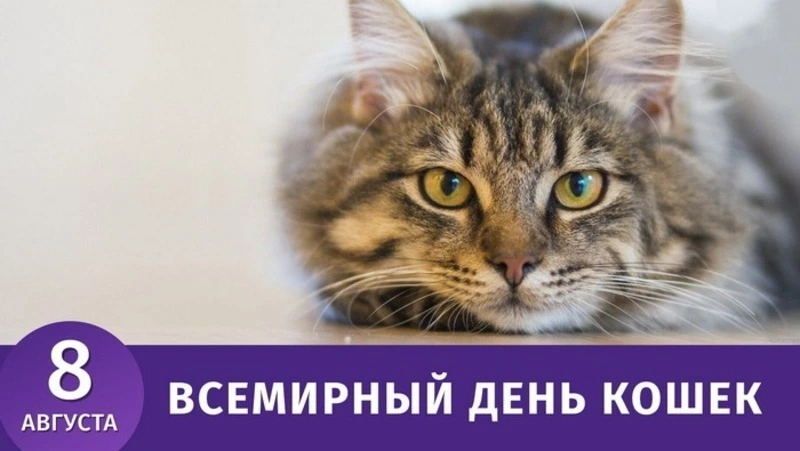 Картинки и открытки на Всемирный день кошек-2024