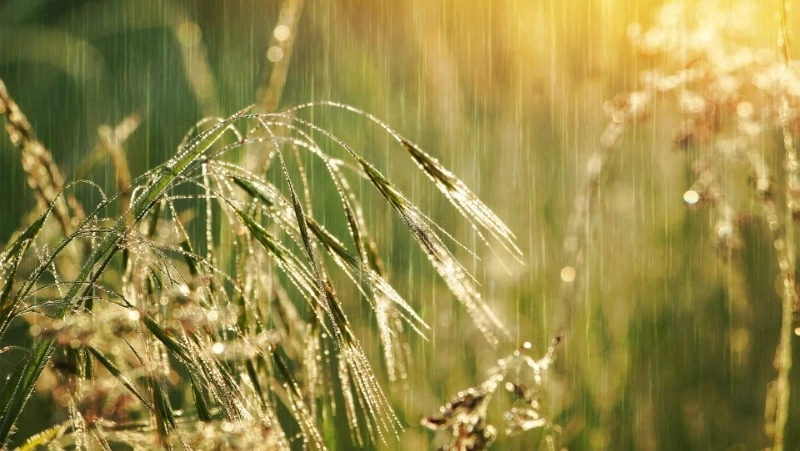 Умеренный дождь и туман пообещали синоптики на Сахалине и Курилах 10 июля