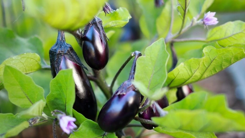 Лунный календарь садовода и огородника на июнь-2024: когда лучше заняться посадкой