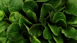 Лекарственные свойства подорожника: от гастрита до заживления ран