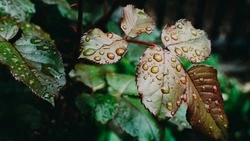 Дождь и туман ожидаются на Сахалине и Курилах 25 июня