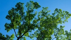 Дождь, но не везде: погода на Сахалине и Курилах 18 июля