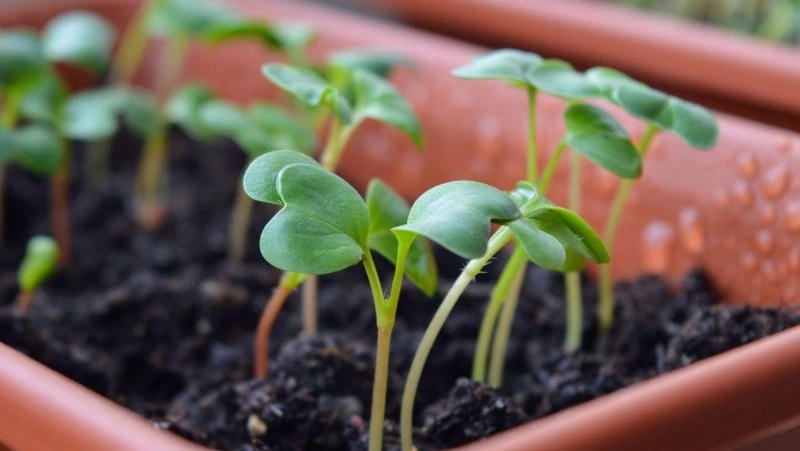 Лунный посевной календарь на 2024 год: самые удачные дни для садоводов