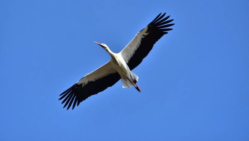 Народные приметы на 20 августа 2024: что можно и нельзя делать в день Марины — Пимены