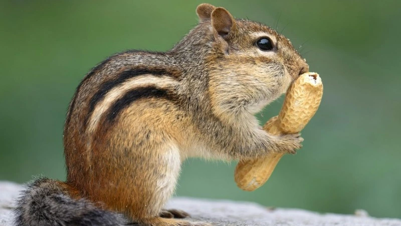 Прогноз погоды в Сахалинской области на предстоящую неделю: дожди и повышенное атмосферное давление