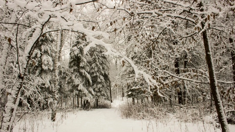 Ветер до 27 м/с и небольшой снег ожидаются на Сахалине и Курилах 21 февраля