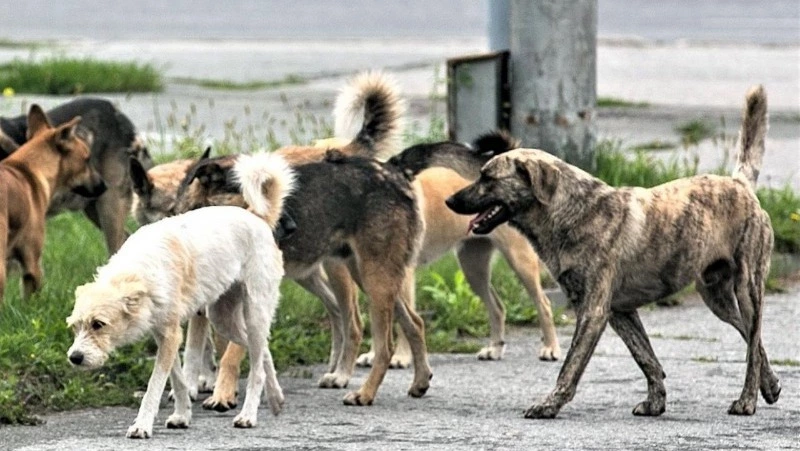 За самовыгул – штраф?