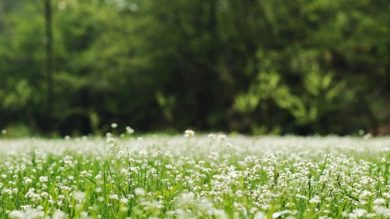 Народные приметы на 29 мая 2024 года — что нельзя делать в этот день