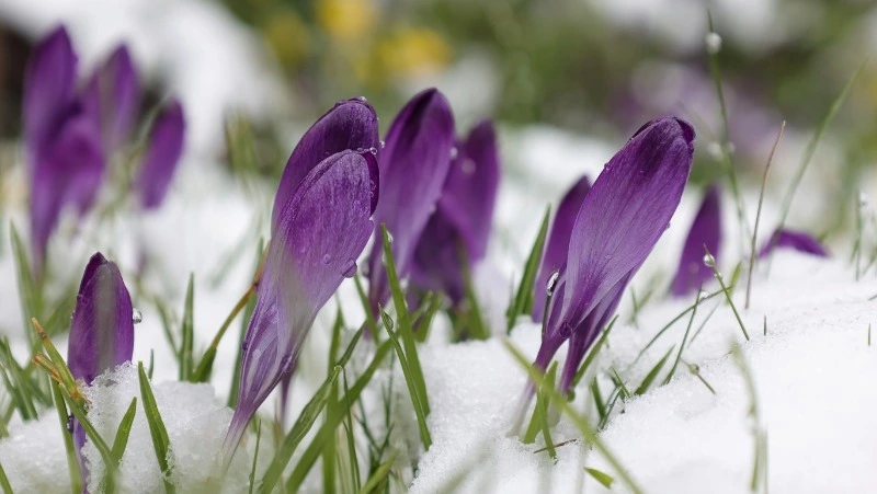 Какое будет лето в 2024 году: о чем говорят приметы на март