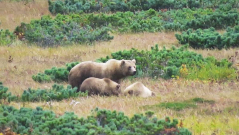 Три медведя: не в сказке, а наяву