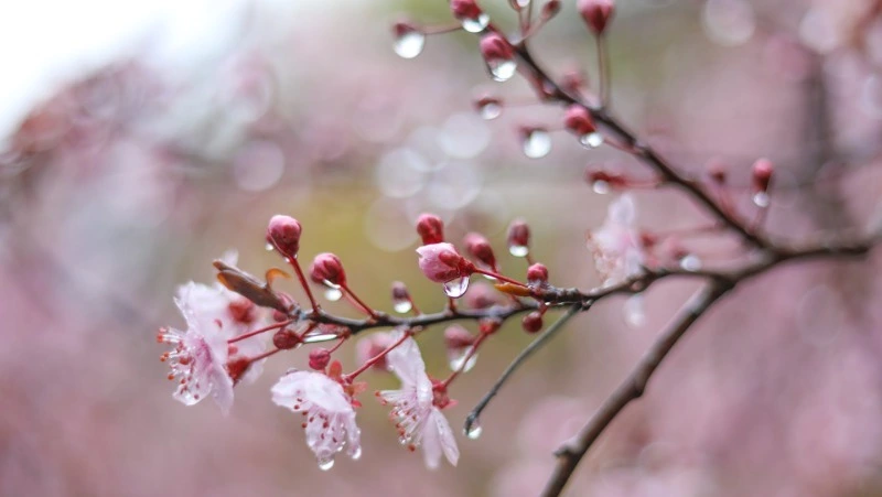 Циклон принесет дожди и умеренный ветер в Сахалинскую область на предстоящей неделе