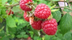 Церковный праздник 5 августа 2024: что можно и нельзя делать в этот день, приметы 