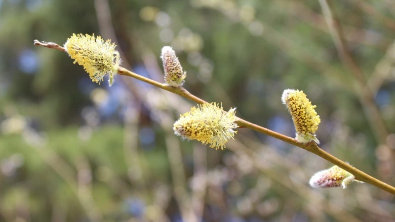 Лазарева суббота в 2024 году: что можно и нельзя делать в этот день 