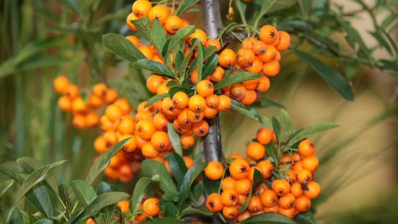 Народные приметы на 25 августа 2024: приметы и что нельзя делать в Фотин день