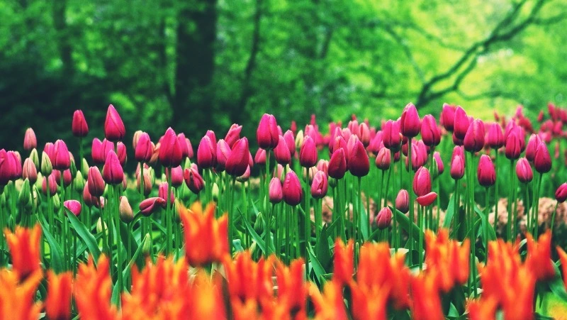 Народные приметы на 3 июня 2024 года — что нельзя делать в этот день